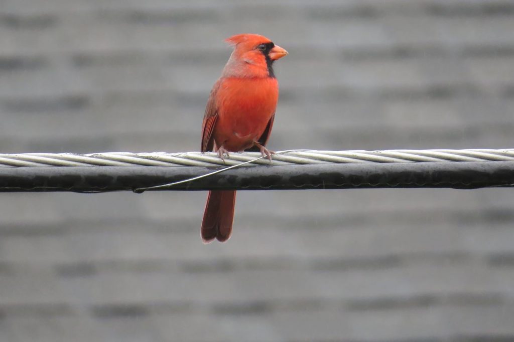 cardinal