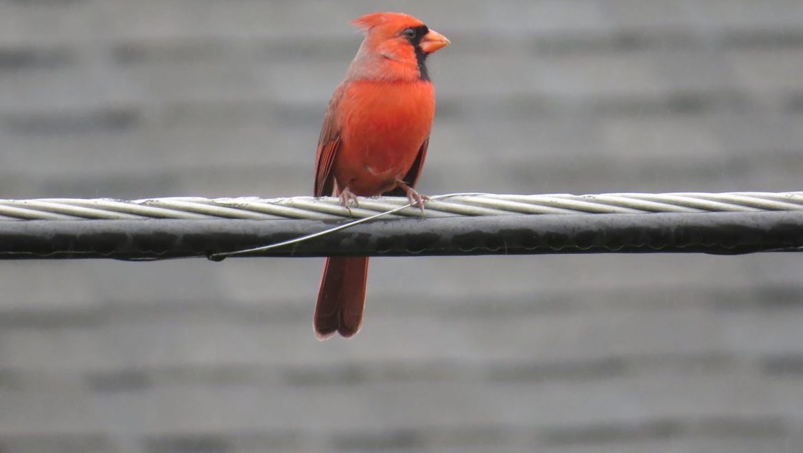 Cardinals and Signs